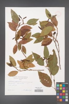 Alnus japonica [KOR 47500]