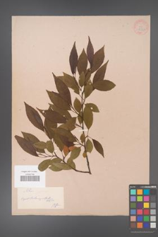 Alnus japonica [KOR 33732]