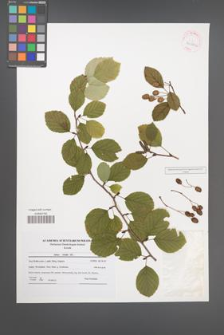 Alnus viridis [KOR 41021a]