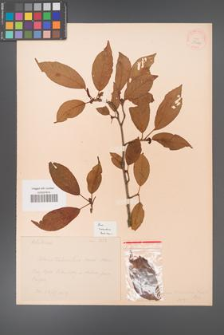 Alnus trabeculosa [KOR 38444]