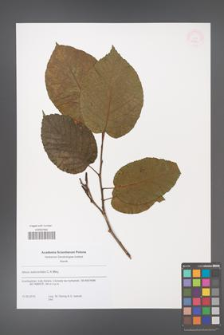 Alnus subcordata [KOR 53864]