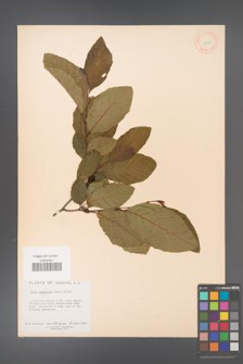 Alnus serrulata [KOR 11639]