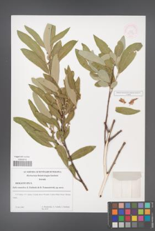 Salix anatolica [KOR 30934]