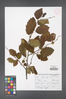 Alnus incana [KOR 46910]