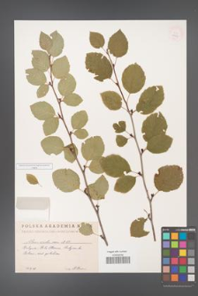 Alnus viridis [KOR 11626]