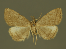 Pechipogo strigilata (Linnaeus, 1758)