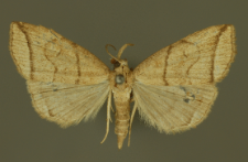 Herminia grisealis (Denis & Schiffermüller, 1775)