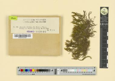 Anomodon viticulosus (L.) Hook. et Taylor