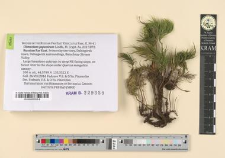 Climacium japonicum Lindb.