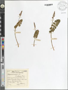 Botrychium lunaria (L.) Sw. var. subincisa Roeper