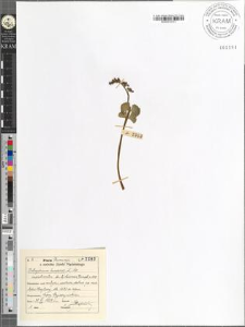 Botrychium lunaria (L.) Sw. monstrositas Luerssen