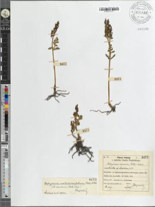 Botrychium ramosum (Roth) Aschers monstrositas a) Luerssen p. 573.