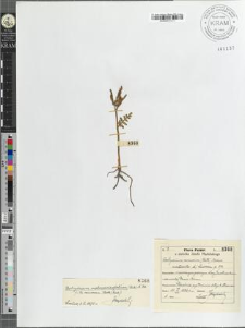 Botrychium ramosum (Roth) Aschers monstrositas d) Luerssen p. 574.