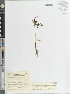 Botrychium ramosum (Roth) Aschers monstrositas a) Luerssen p. 573.