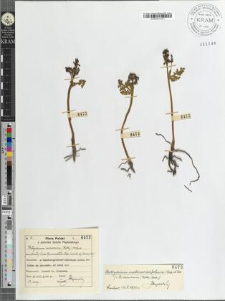 Botrychium ramosum (Roth) Aschers (monstrositas) lusus bipaniculatus Mąd. (monstr. d) Luerss. p. 574)