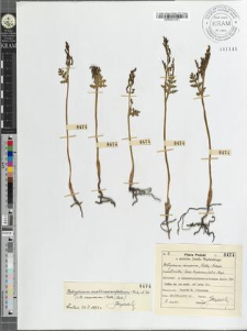 Botrychium ramosum (Roth) Aschers (monstrositas) lusus tripaniculatus Mąd.
