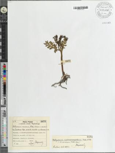 Botrychium ramosum (Roth) Aschers monstrositas dichotoma Mąd. et parte monstros. a/ Luerssen p. 572