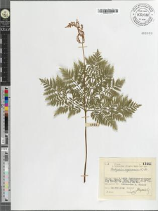 Botrychium virginianum (L.) SW.