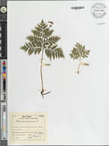 Botrychium virginianum Sw.