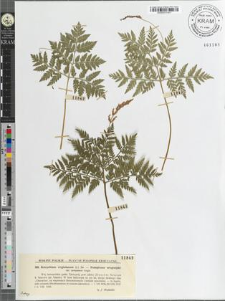 Botrychium virginianum (L.) SW. var. eropaeum Angst.