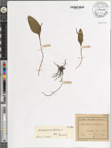 Ophioglossum vulgatum L.