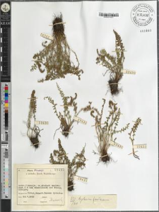 Asplenium fontanum