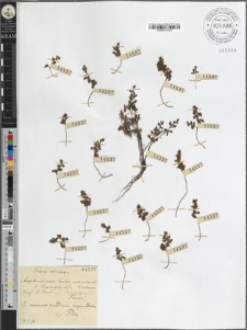 Asplenium ruta muraria L. var. leptophylla [?]