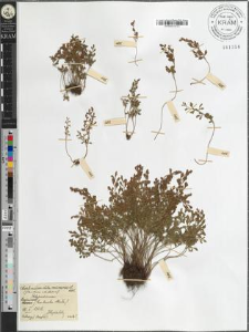 Asplenium ruta muraria L.