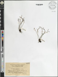 Asplenium septentrionale (L.) Hoffm.
