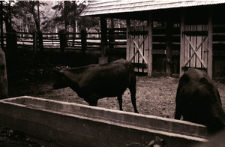[Żubry i krowy w rezerwacie doświadczalnym ZBS(2)]