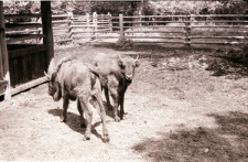 [Żubry i krowy w rezerwacie doświadczalnym ZBS(4)]