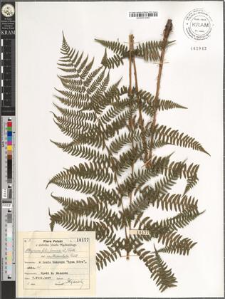 Athyrium filix femina (L.) Roth. var. multidentata Doell.