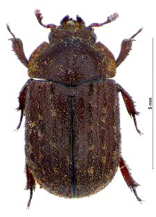 Aesalus scarabaeoides (Panzer, 1793)