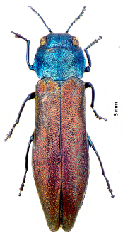 Agrilus subauratus F. Gebler, 1833