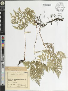 Cystopteris montana (Lam.) Desv.