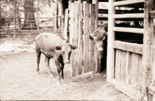 [Żubry i krowy w rezerwacie doświadczalnym ZBS(11)]