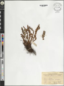Ceterach officinarum Willd
