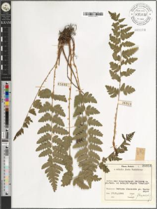 Dryopteris cristata (L.) A. Gray