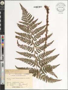 Dryopteris dilatata (Hoffm.) A. Gray