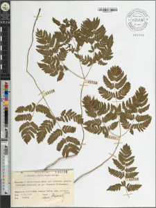 Gymnocarpium dryopteris (L.) Newman