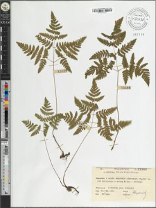 Gymnocarpium dryopteris (L.) Newman