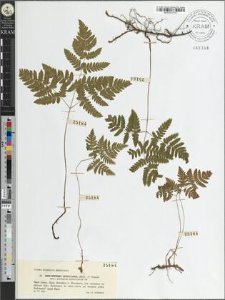 Dryopteris spinulosa (Muell.) O. Kuntze