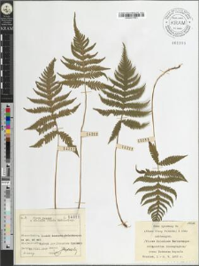 Phegopteris connectilis (Michx.) Watt