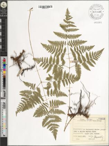 Gymnocarpium robertianum (Hoffm.) Newman