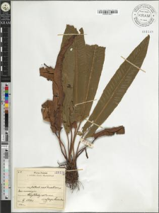 Phyllitis scolopendrium (L.) Newman