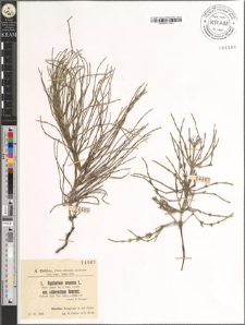 Equisetum arvense L. var. suberectum Warnst.
