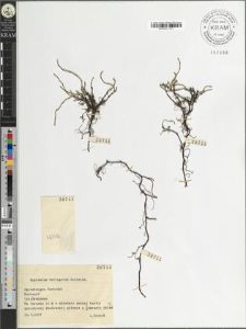 Equisetum variegatum Schleich.