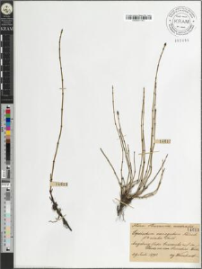 Equisetum variegatum Schleich. fo. elata Rabh.
