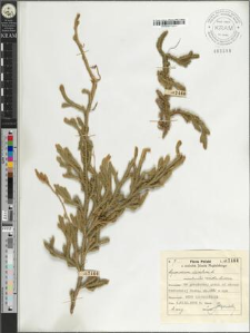 Lycopodium clavatum L. monstrositas remota Luerssen