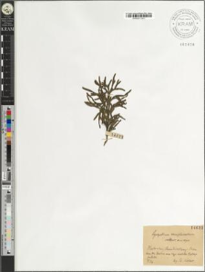 Lycopodium complanatum subsp. anceps